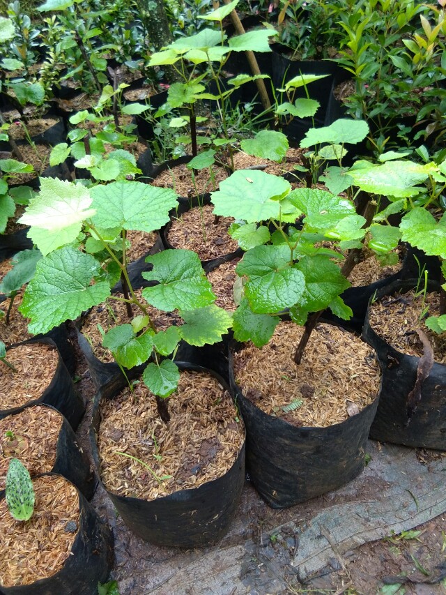  pohon  Anggur  Gardening on Carousell