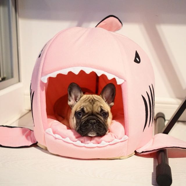 shark dog bed french bulldog