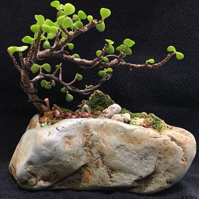 Jade Plant Bonsai Elephant Bush Gardening On Carousell