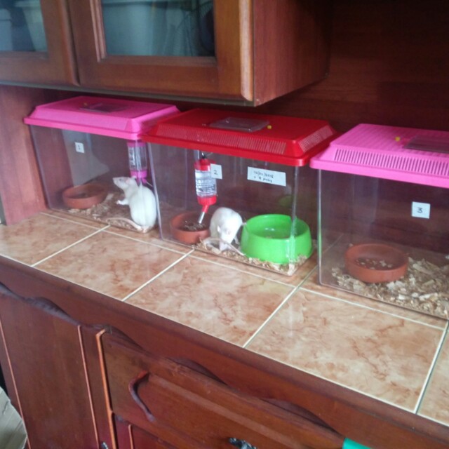 Pinky Mice, Pet Supplies, Pet Food on Carousell