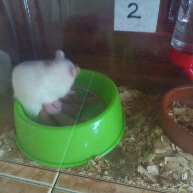 Pinky Mice, Pet Supplies, Pet Food on Carousell