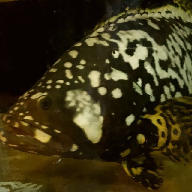Freshwater grouper for 2024 sale