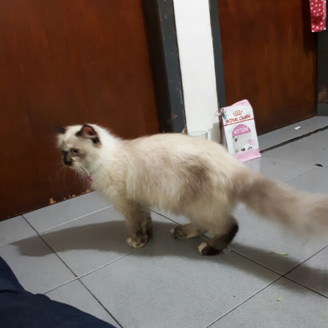 Dijual Russian Bluejantan Dan Himalayabetina Pet