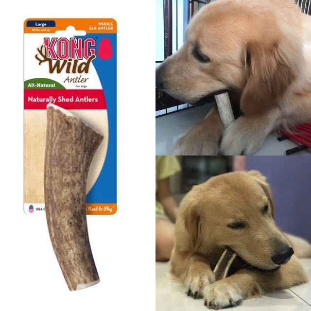 Kong wild hot sale antler large