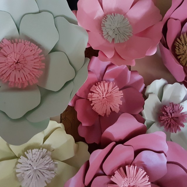 Bunga Kertas - Bunga Kertas Wikiwand : Cara menanam bunga kertas mudah