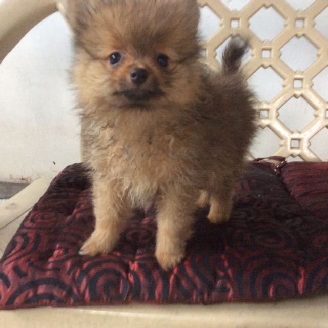 Pomeranian store 2 months