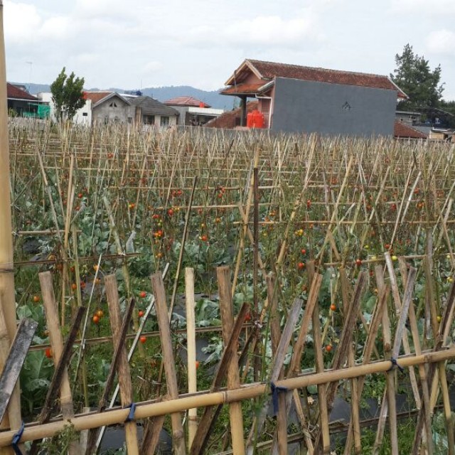Tanah Dijual Dekat Taman Begonia Lembang Property For Sale