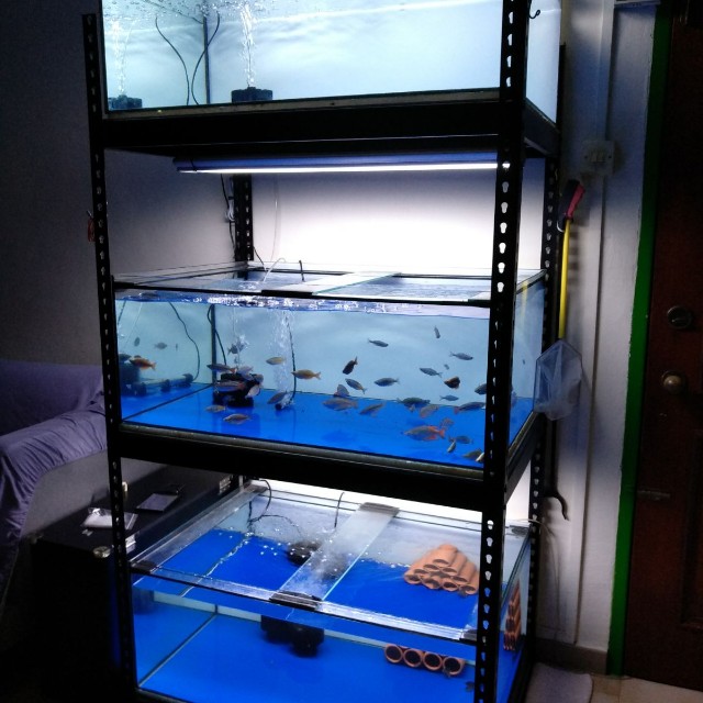 Geilee 3 x 2 ft Three tier Aquarium Metal Rack, Pet Supplies, Homes