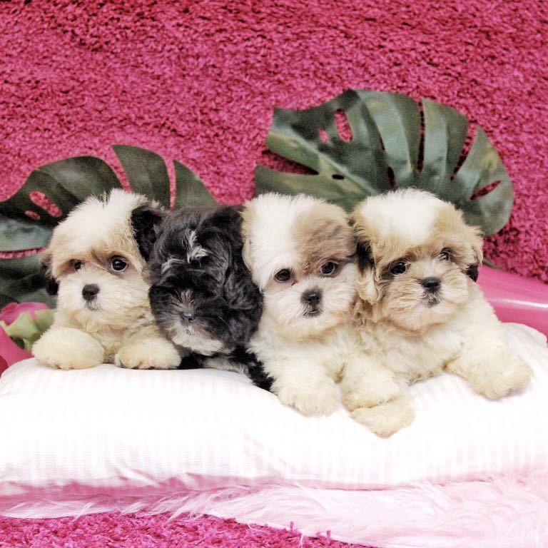 Jual Anjing Bichon Frise Mix Shih Tzu Import Usa Pet Supplies