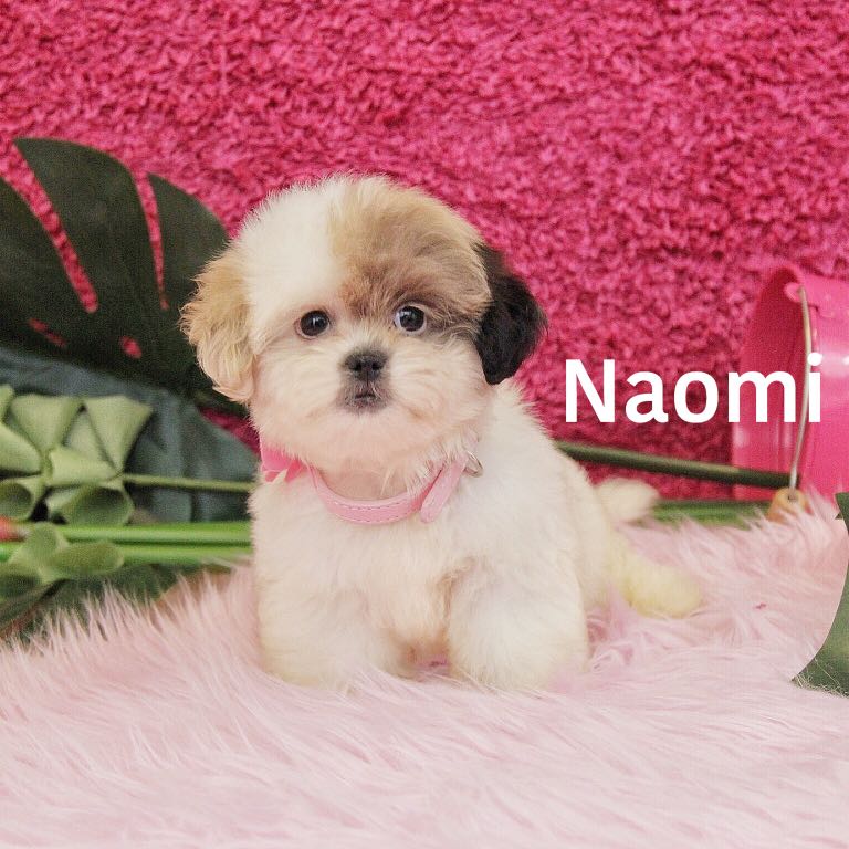 Jual Anjing Bichon Frise Mix Shih Tzu Import Usa Pet Supplies
