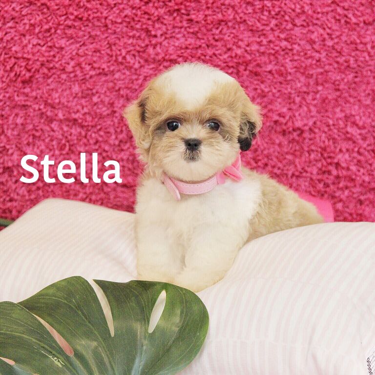 Jual Anjing Bichon Frise Mix Shih Tzu Import Usa Pet Supplies