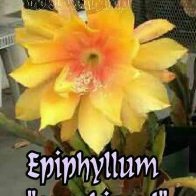 Wijaya Kusuma Kuning Langka Hybrid Perkebunan Di Carousell