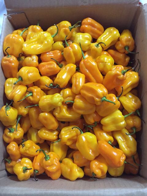 Habanero pepper chili (Category: Spice & Seasoning) located in Quezon City. Submitted by soberanozar (Listing ID 155218745, Image 2). Description: 20 pesos per piece. Habanero chili is the #5 on the spiciest chili in the world #habanero #chili #perpiece.