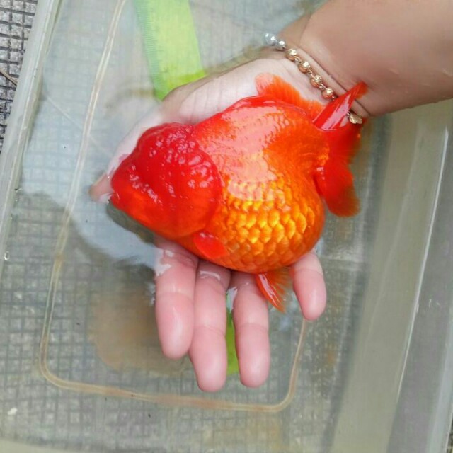 7500 Koleksi Aquarium Ikan Koki Jumbo Gratis Terbaru