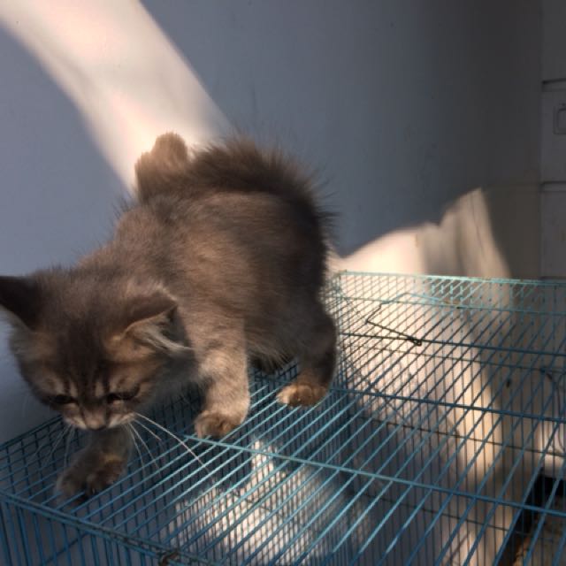 Hewan Peliharaan Kucing Persia Sangat Jinak Hasil Ternak Sendiri
