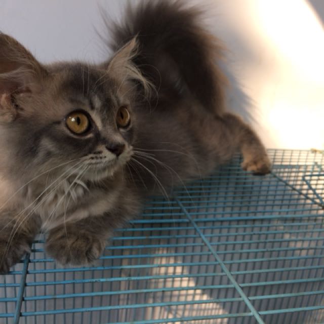 Hewan Peliharaan Kucing Persia Sangat Jinak Hasil Ternak Sendiri