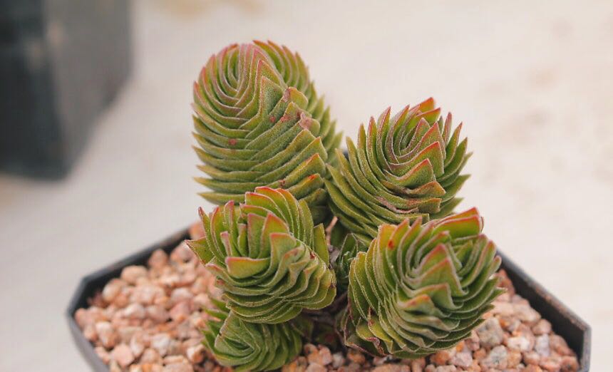 Rare Succulents S014 Crassula Buddha Temple First Come First Serve Very Limited Stocks Furniture Home Living Home Decor Other Home Decor On Carousell