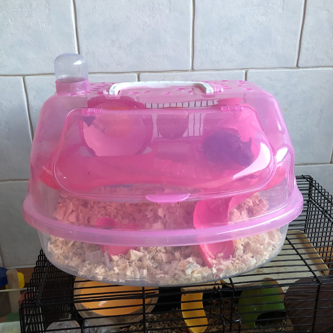 A closer look at Cute Hamster Cage Accessories