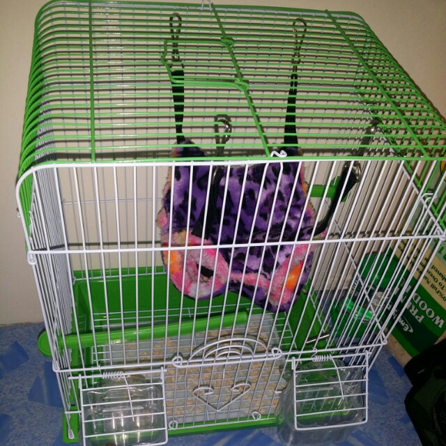 Sangkar sales sugar glider