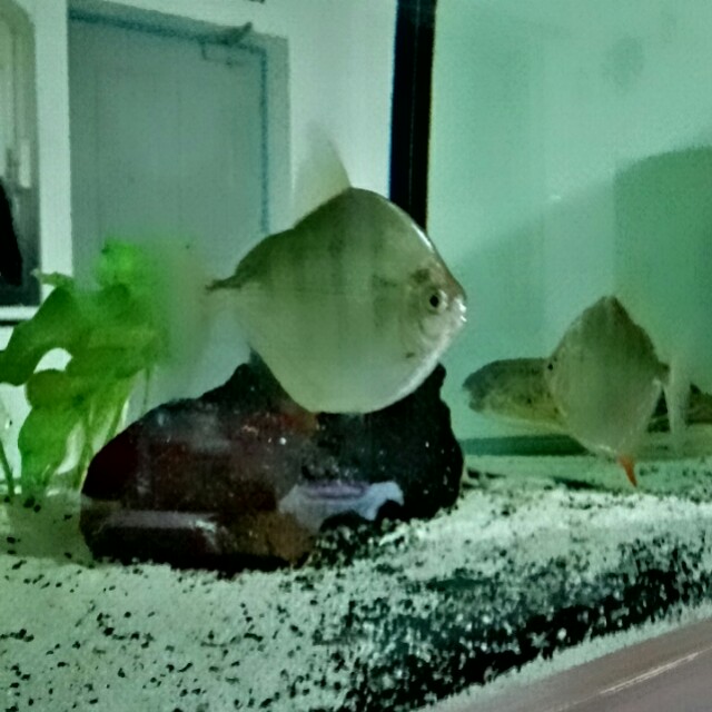 Tiger hook fish clearance