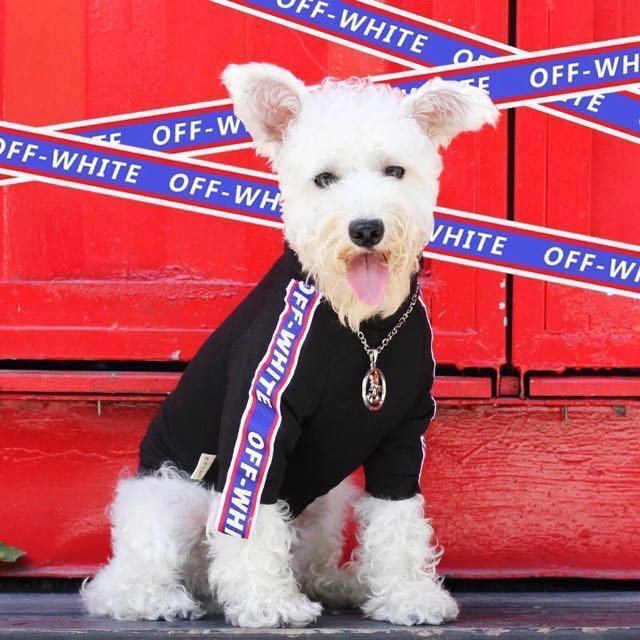 Hype Beast Hoodie For Dog Pet Supplies On Carousell