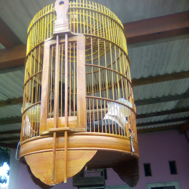 Burung Poksay Hongkong Jantan Betina Looking For On Carousell