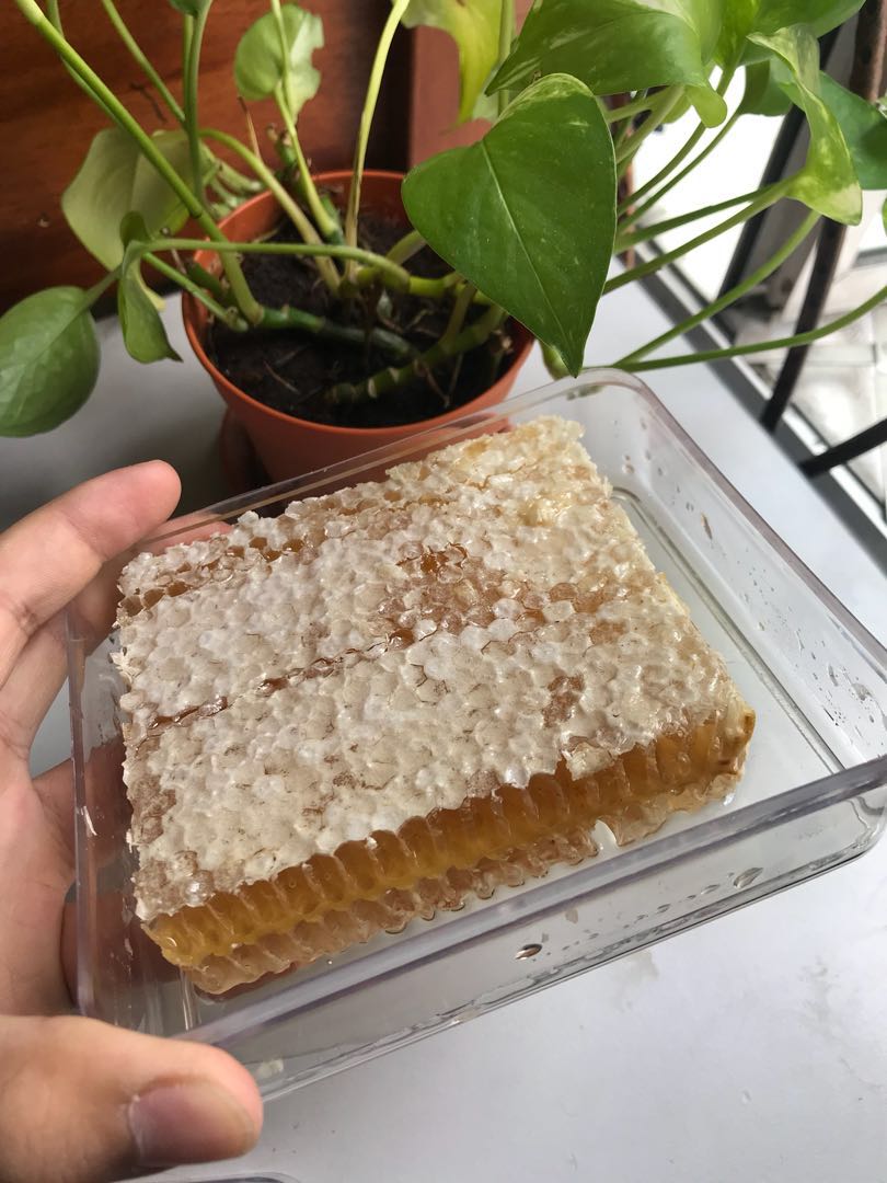 Honeycomb 350g (sarang lebah madu asli), Food & Drinks 