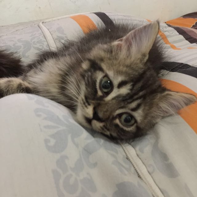 Persia black tabby hotsell