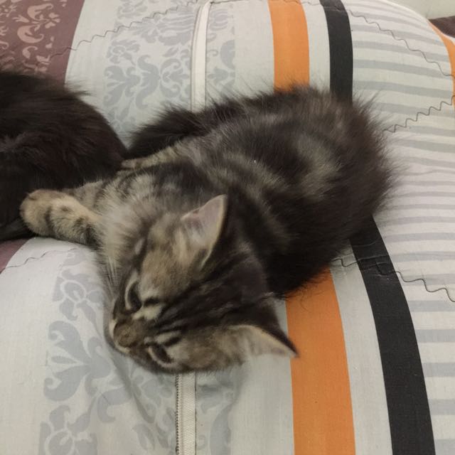 Kucing black sales tabby