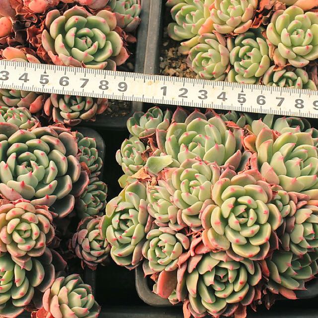Rare Succulents V018 Nana Hook Mini First Come First Serve Very Limited Stocks Gardening On Carousell Even though succulents are low maintenance plants, being able to identify different types of while there are thousands of varieties of succulents with some look similar, there are certain features you. rare succulents v018 nana hook mini first come first serve very limited stocks