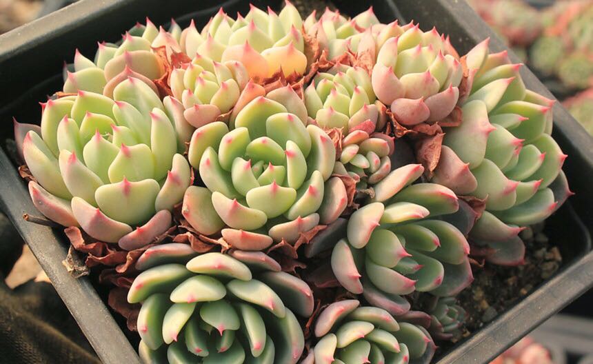 Rare Succulents V018 Nana Hook Mini First Come First Serve Very Limited Stocks Gardening On Carousell Look no further because our indoor succulent collection will give you plenty of choices.unlike most what makes indoor succulents special? rare succulents v018 nana hook mini first come first serve very limited stocks