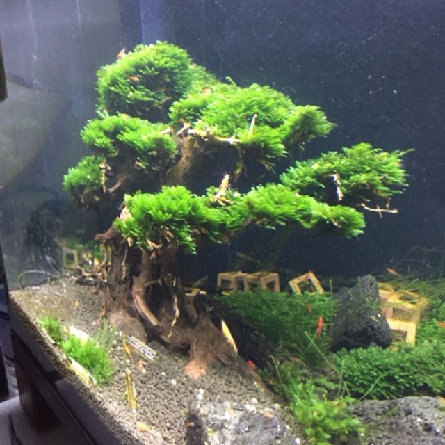 Bonsai, Pet Supplies, Homes & Other Pet Accessories on Carousell