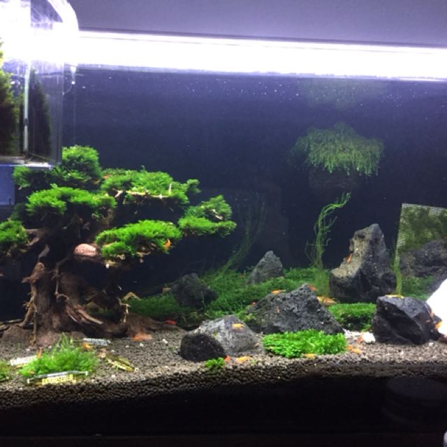 Bonsai, Pet Supplies, Homes & Other Pet Accessories on Carousell