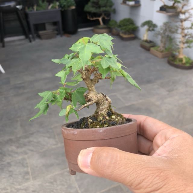 Japanese Maple Bonsai Gardening On Carousell