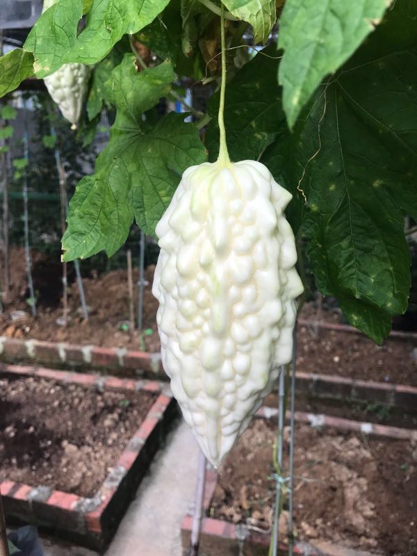 White Bitter Gourd From Taiwan Gardening On Carousell