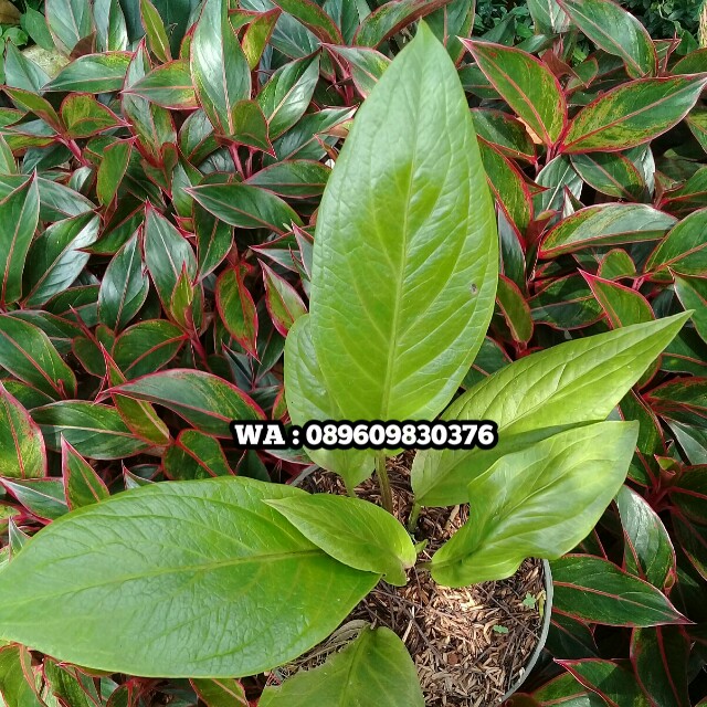 Luar Biasa Harga Tanaman Hias Anthurium - Bunga Hias