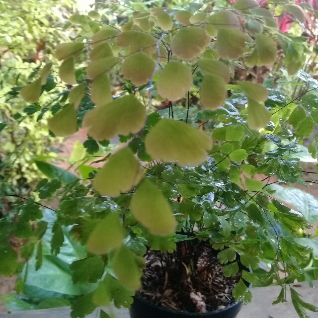 Luar Biasa Tanaman Hias Suplir - Bunga Hias