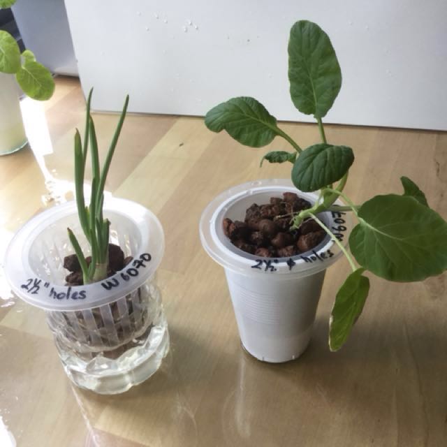 Basic Hydroponics Kratky Starter Kit Gardening On Carousell