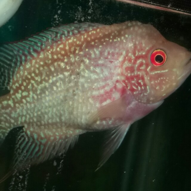 Ikan Louhan Gb Line Pasundan Perlengkapan Hewan Aksesoris Hewan Di Carousell