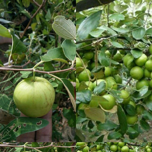 Anak Pokok Bidara Jumbo Home Furniture Gardening On Carousell