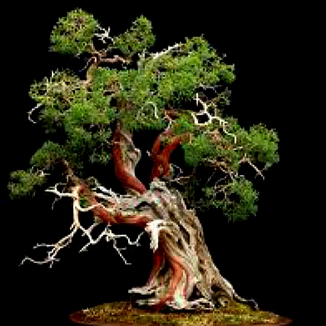 Gardening Sierra Juniper Bonsai Juniperus Occidentalis Seeds X 10 Gardening On Carousell