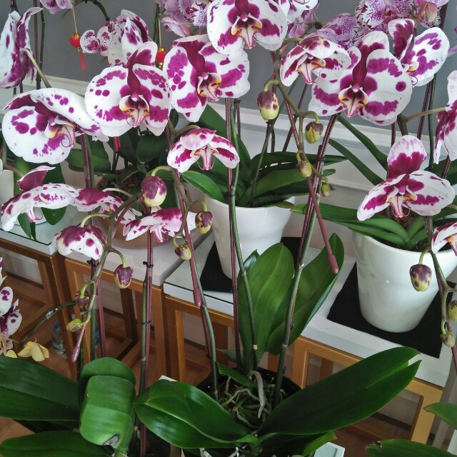 Anggrek bulan premium dan anggrek novelty, Gardening on ...