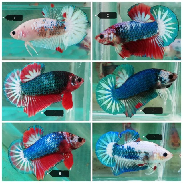 Image result for ikan laga