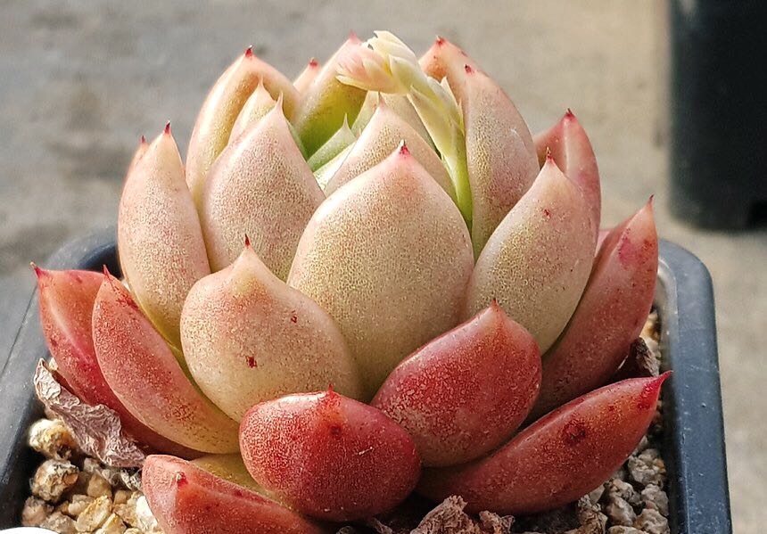 Rare Succulents R017 Echeveria Agavoides Prolifera First Come First Serve Very Limited Stocks Furniture Home Living Gardening Plants Seeds On Carousell Echeveria agavoides is small, but this wax agave packs a punch of color! rare succulents r017 echeveria agavoides prolifera first come first serve very limited stocks