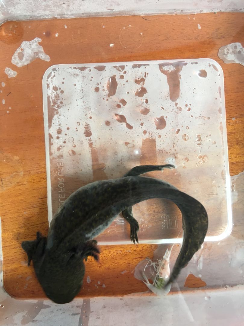 Axolotl Dogfish Perlengkapan Hewan Aksesoris Hewan Di Carousell