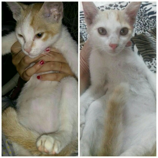 Audi Kucing Jantan Handsome Pet Supplies Pet Accessories On Carousell