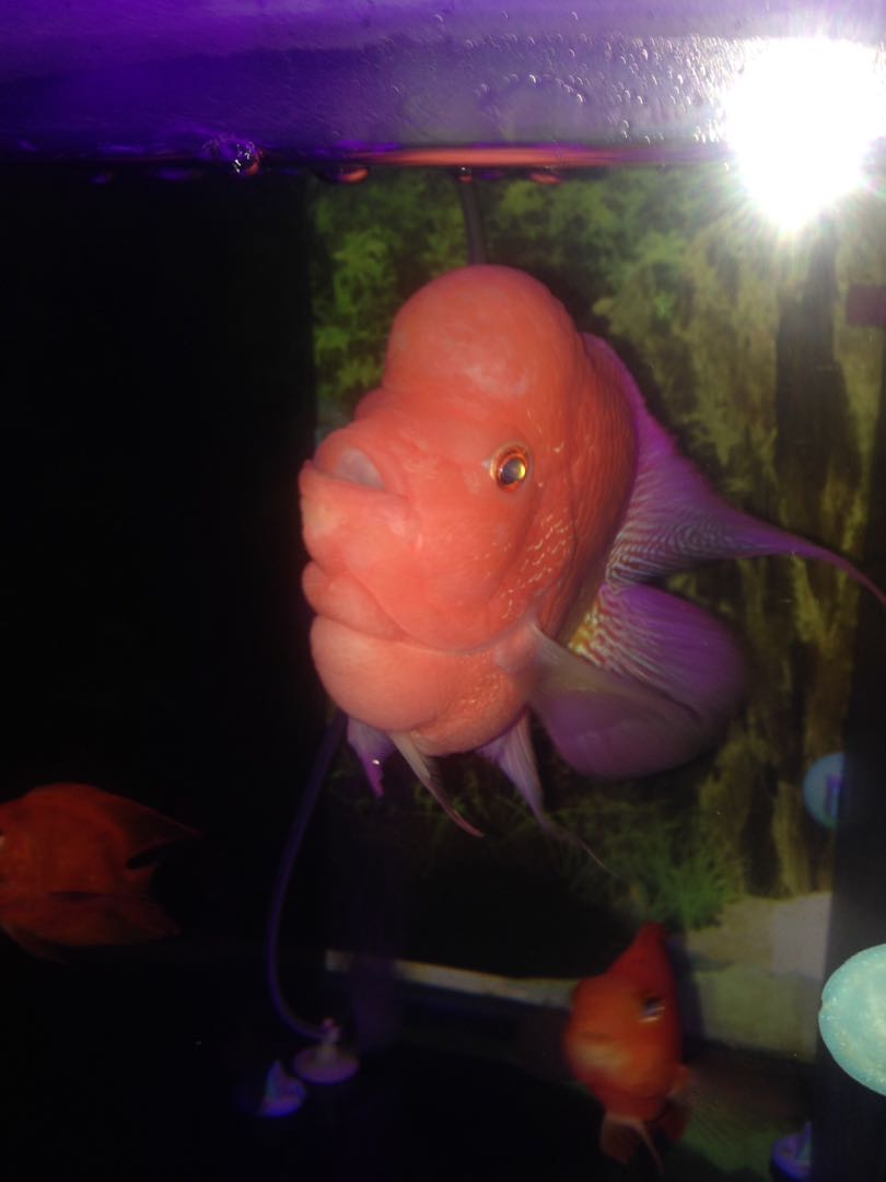 Ikan Louhan Golden Best Bonsai Barang Yang Dicari Di Carousell