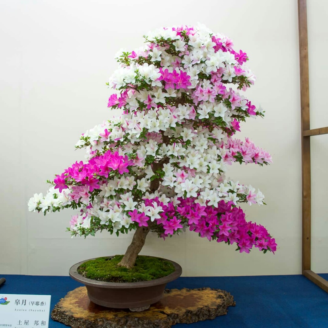 20 Azalea Flower Seeds Rhododendron 25 Kinds Ornamental Beautiful Plants Bonsai 