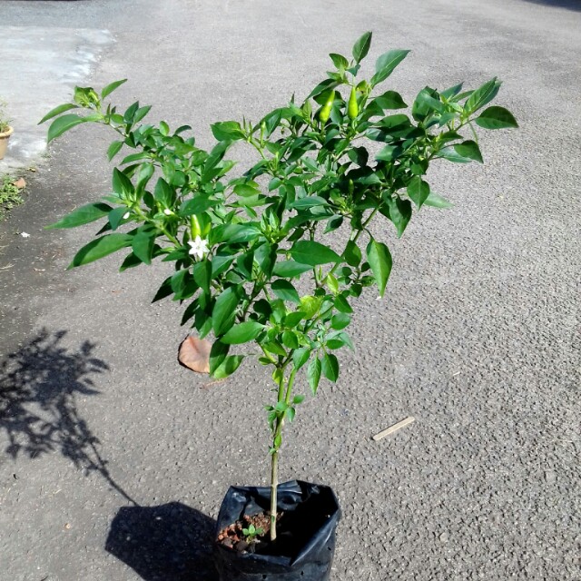 Pokok Cili Padi Kampung Thailand Home Furniture Gardening On Carousell