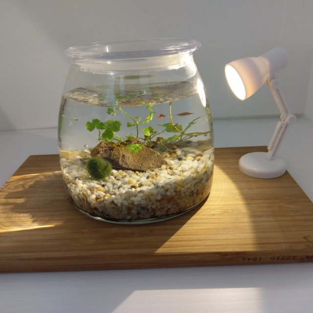 Bottle Aquarium Nano desktop decor marimo plant, Furniture 